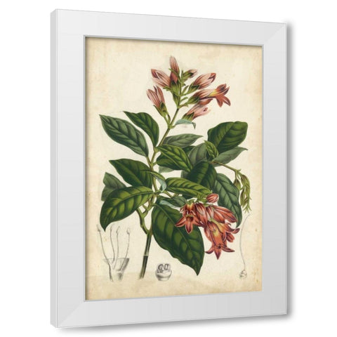Coral Beauties III White Modern Wood Framed Art Print by Van Houtteano, Horto