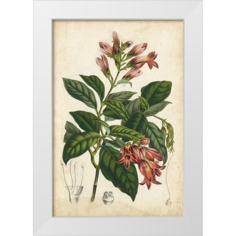 Coral Beauties III White Modern Wood Framed Art Print by Van Houtteano, Horto