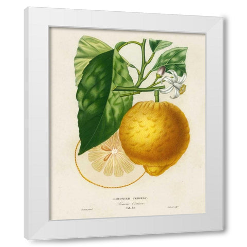 French Lemon Botanical I White Modern Wood Framed Art Print by Risso, A.