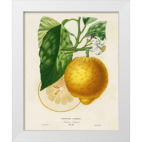 French Lemon Botanical I White Modern Wood Framed Art Print by Risso, A.