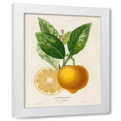 French Lemon Botanical III White Modern Wood Framed Art Print by Risso, A.