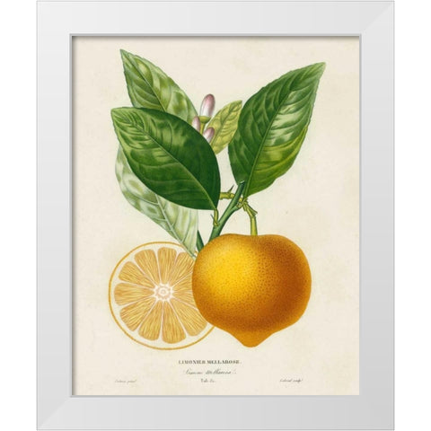 French Lemon Botanical III White Modern Wood Framed Art Print by Risso, A.