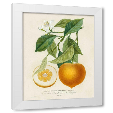 French Orange Botanical I White Modern Wood Framed Art Print by Risso, A.