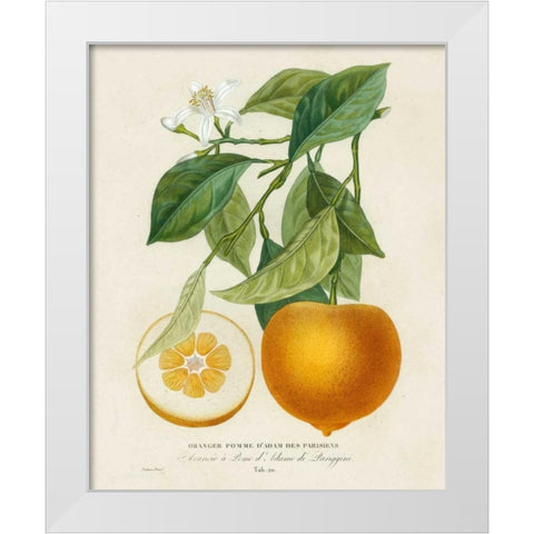 French Orange Botanical I White Modern Wood Framed Art Print by Risso, A.