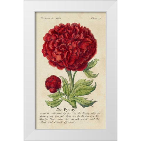 Gardeners Guide III White Modern Wood Framed Art Print by Unknown