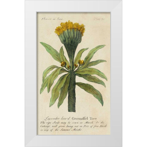Gardeners Guide IV White Modern Wood Framed Art Print by Unknown