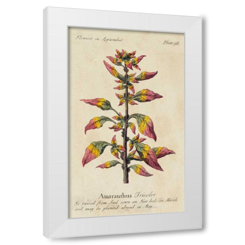 Gardeners Guide VI White Modern Wood Framed Art Print by Unknown