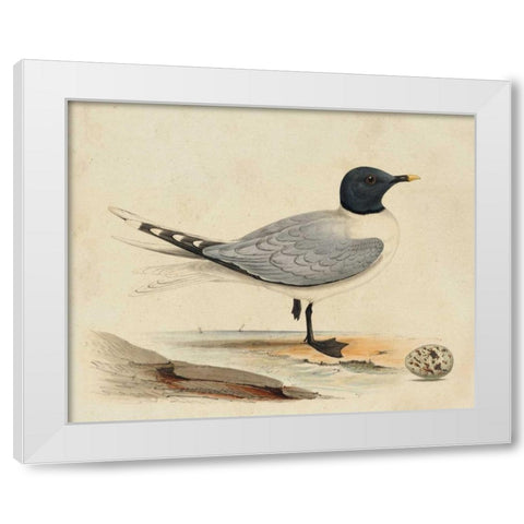 Meyer Shorebirds I White Modern Wood Framed Art Print by Meyer, H.L.