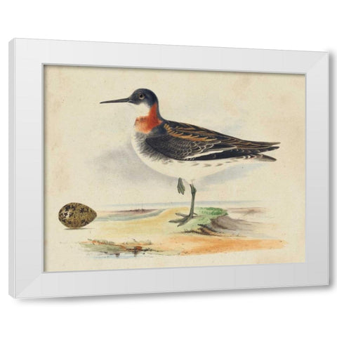 Meyer Shorebirds II White Modern Wood Framed Art Print by Meyer, H.L.