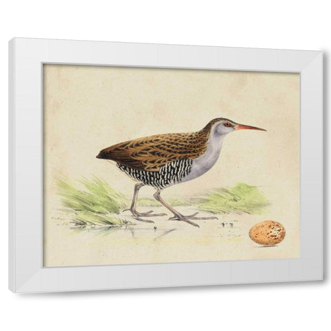 Meyer Shorebirds III White Modern Wood Framed Art Print by Meyer, H.L.