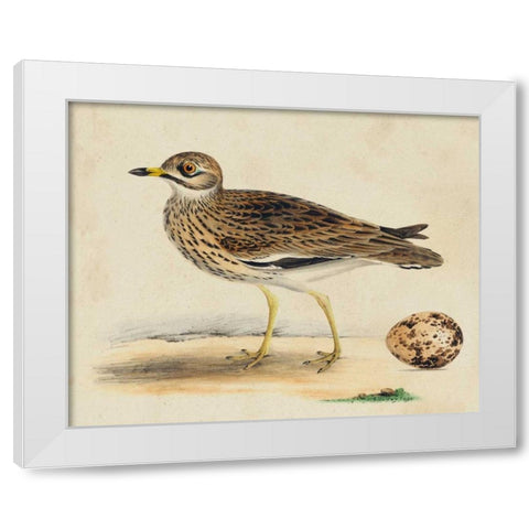 Meyer Shorebirds IV White Modern Wood Framed Art Print by Meyer, H.L.