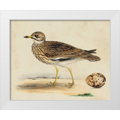Meyer Shorebirds IV White Modern Wood Framed Art Print by Meyer, H.L.