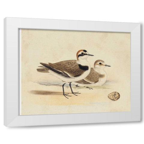 Meyer Shorebirds V White Modern Wood Framed Art Print by Meyer, H.L.