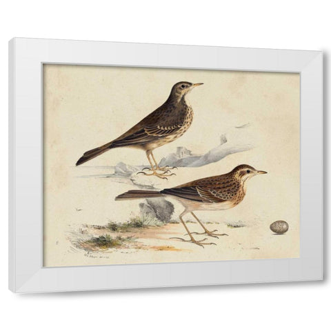 Meyer Shorebirds VI White Modern Wood Framed Art Print by Meyer, H.L.