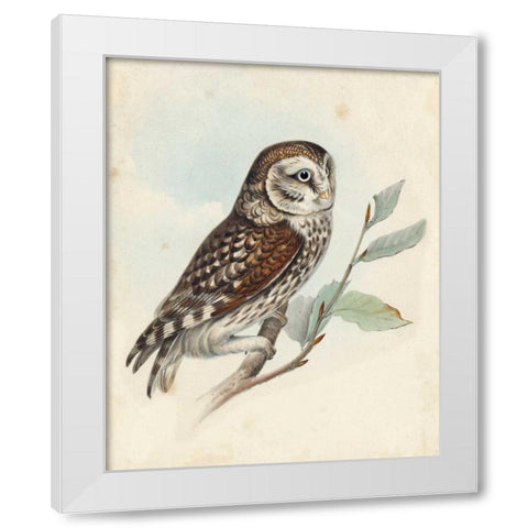Meyer Little Owl White Modern Wood Framed Art Print by Meyer, H.L.