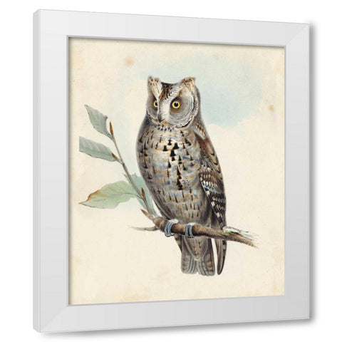 Meyer Scops-Eared Owl White Modern Wood Framed Art Print by Meyer, H.L.
