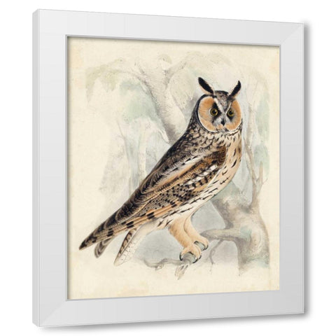 Meyer Long-Eared Owl White Modern Wood Framed Art Print by Meyer, H.L.