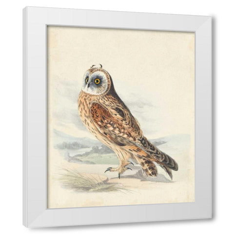 Meyer Hawk Owl White Modern Wood Framed Art Print by Meyer, H.L.