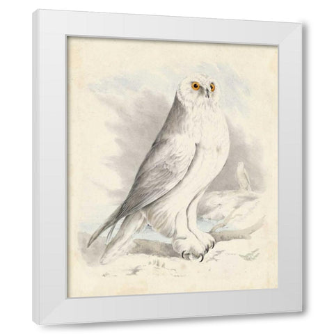 Meyer Snowy Owl White Modern Wood Framed Art Print by Meyer, H.L.