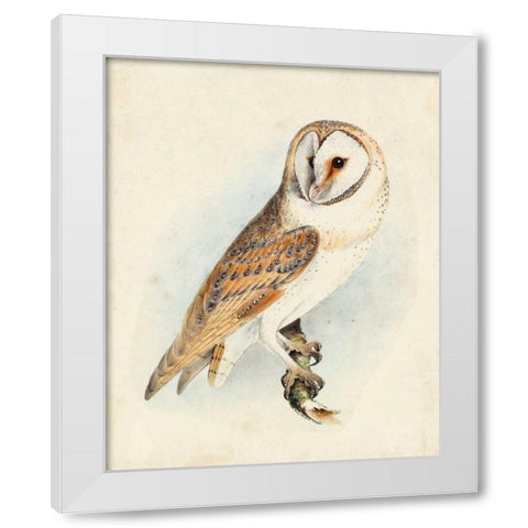Meyer Barn Owl White Modern Wood Framed Art Print by Meyer, H.L.