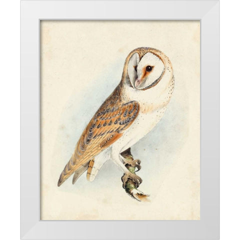 Meyer Barn Owl White Modern Wood Framed Art Print by Meyer, H.L.