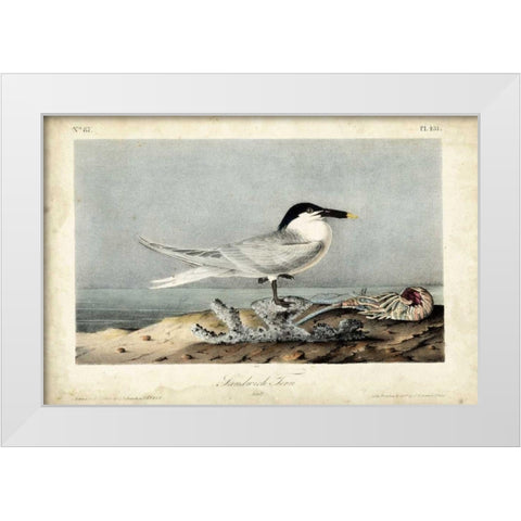 Audubon Sandwich Tern White Modern Wood Framed Art Print by Audubon, John James