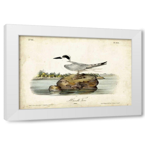 Audubon Havells Tern White Modern Wood Framed Art Print by Audubon, John James
