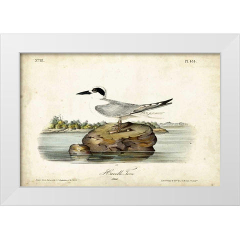 Audubon Havells Tern White Modern Wood Framed Art Print by Audubon, John James