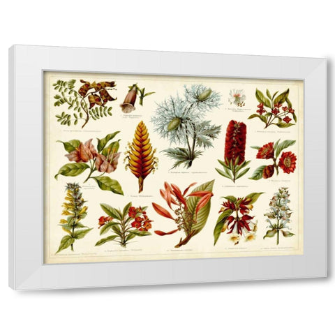Tropical Botany Chart I White Modern Wood Framed Art Print by Meyers