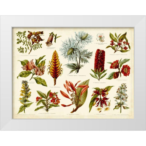 Tropical Botany Chart I White Modern Wood Framed Art Print by Meyers