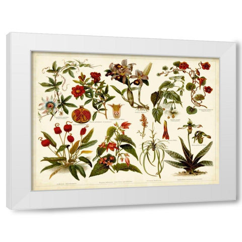Tropical Botany Chart II White Modern Wood Framed Art Print by Meyers