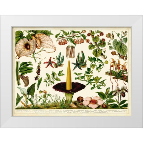 Tropical Botany Chart III White Modern Wood Framed Art Print by Meyers