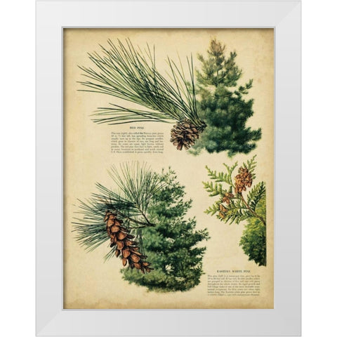 Red Pine and Eastern White Pine White Modern Wood Framed Art Print by Unknown