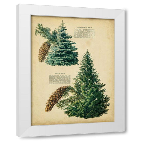 Colorado Blue Spruce and Norway Spruce White Modern Wood Framed Art Print by Unknown