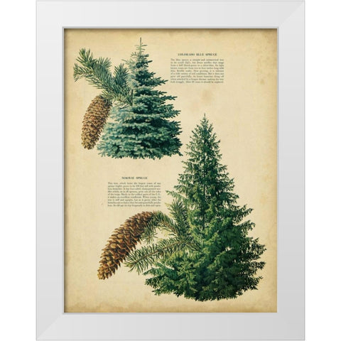 Colorado Blue Spruce and Norway Spruce White Modern Wood Framed Art Print by Unknown