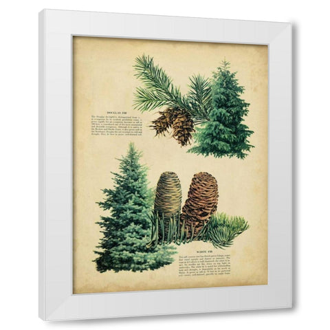 Douglas Fir and White Fir White Modern Wood Framed Art Print by Unknown