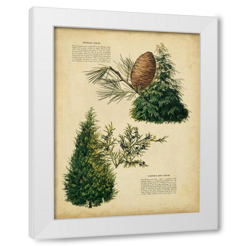 Deodar Cedar and Eastern Red Cedar White Modern Wood Framed Art Print by Unknown