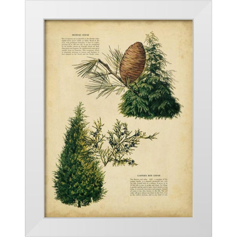 Deodar Cedar and Eastern Red Cedar White Modern Wood Framed Art Print by Unknown