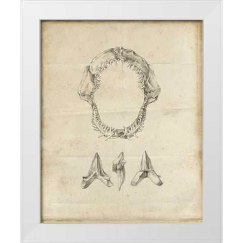 Shark Study I White Modern Wood Framed Art Print by Harper, Ethan