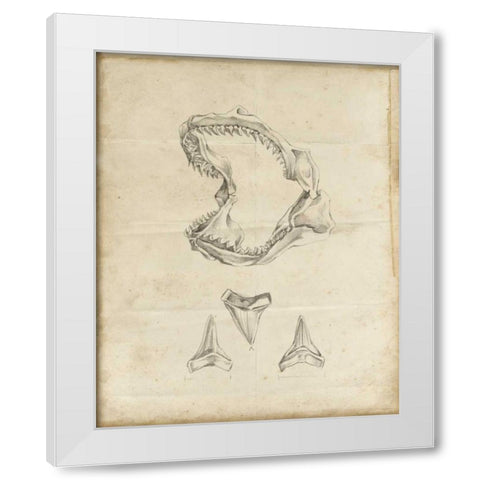 Shark Study II White Modern Wood Framed Art Print by Harper, Ethan