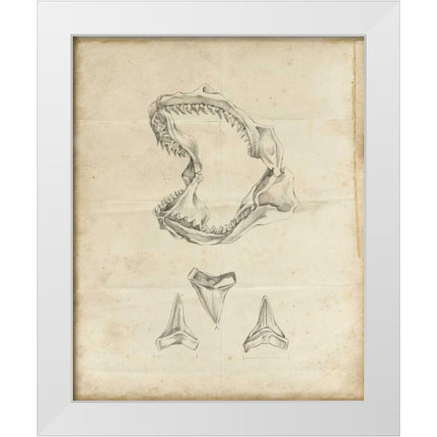 Shark Study II White Modern Wood Framed Art Print by Harper, Ethan