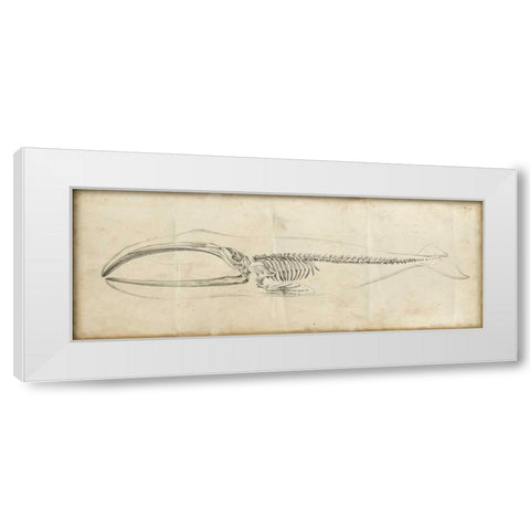 Whale Study I White Modern Wood Framed Art Print by Harper, Ethan
