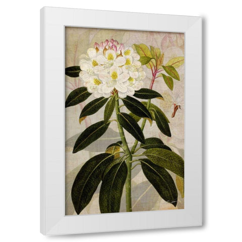 Rhododendron I White Modern Wood Framed Art Print by Butler, John