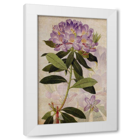 Rhododendron II White Modern Wood Framed Art Print by Butler, John