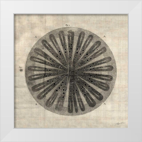 Cross Cut III White Modern Wood Framed Art Print by Butler, John