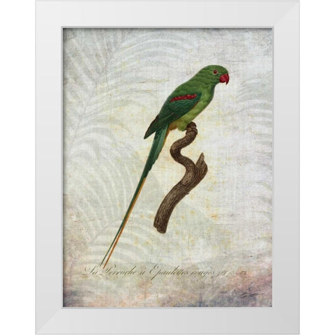 Parrot Jungle III White Modern Wood Framed Art Print by Butler, John