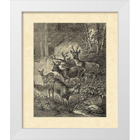 Vintage Roe Deer I White Modern Wood Framed Art Print by Specht, Friedrich