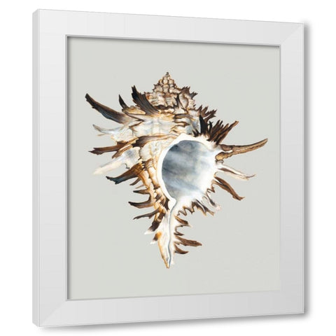 Black Murex White Modern Wood Framed Art Print by Willett, Michael