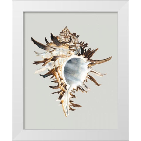 Black Murex White Modern Wood Framed Art Print by Willett, Michael
