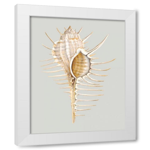 Spiney Murex White Modern Wood Framed Art Print by Willett, Michael